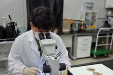 경기도, 일본뇌염 매개모기 ‘작은빨간집모기’ 올해 첫 발견