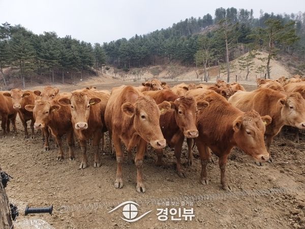 경기도, 한우 가격 폭락에 유전정보를 활용한 개체수 조정 추진