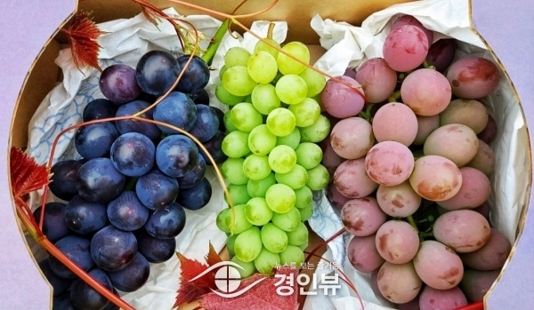 새로운 소득원 각광, 삼색포도 본격 출하