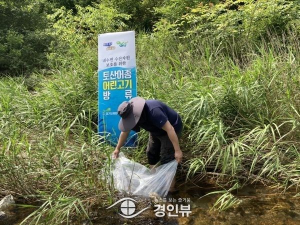 경기도가 생산하고 방류한 버들치, 가평군 하천에 잘 살고 있다