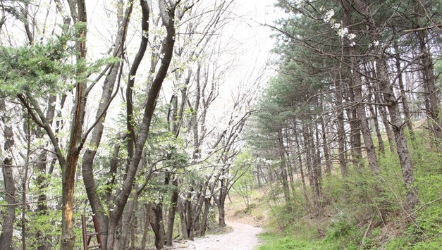 먼 후일 / 김소월