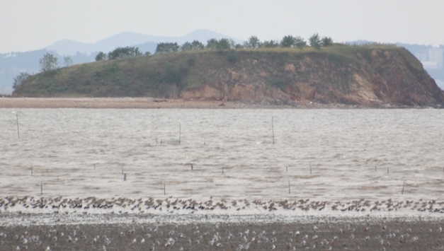 세계자연유산 후보지 화옹지구 갯벌 관리와 복원 조례안 통과 눈앞