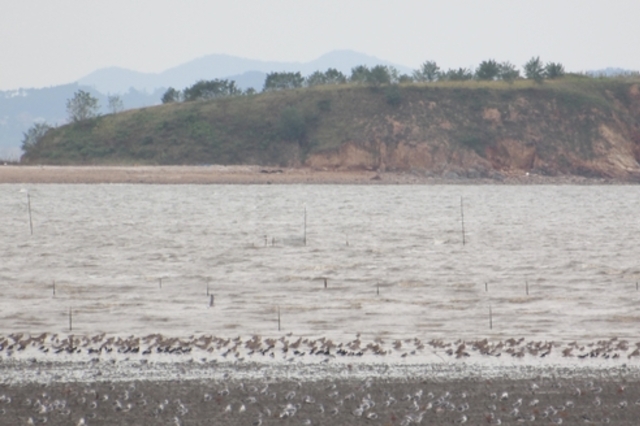 세계자연유산 후보지 화옹지구 갯벌 관리와 복원 조례안 통과 눈앞