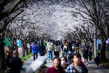 임진강을 따라 걷는 시간여행, 벚나무를 따라 걷는 봄꽃여행 (평화누리길, DMZ 사색(四色)하다 ③)