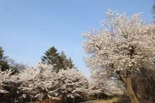 경기도, 올해 벚꽃 부천 원미산 등에서 31일부터 개화 예측. 일주일 후 만개